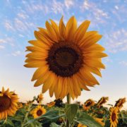 Eine Sonnenblume