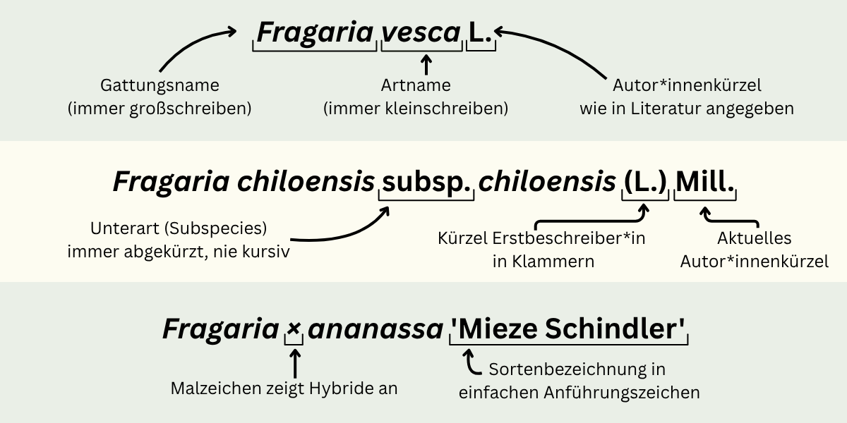 Die Nomenklatur der Pflanzen (nach einer Vorlage der Iowa State University) Übersicht der richtigen Schreibweise lateinischer Pflanzennamen anhand verschiedener Erdbeerarten, Pfeile markieren Gattung, Art, Autor*innenkürzel, Hybridmarkierung und Sortenbezeichnung.